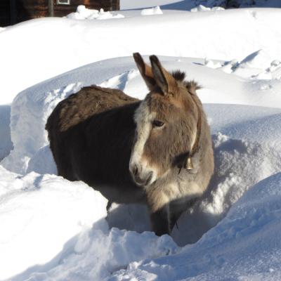 Esel Schnee